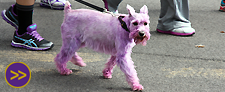 Homecoming Parade photo gallery Homecoming Parade photo gallery