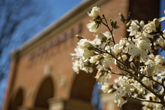 Flowers Blooming Near the Entryway Momumnet