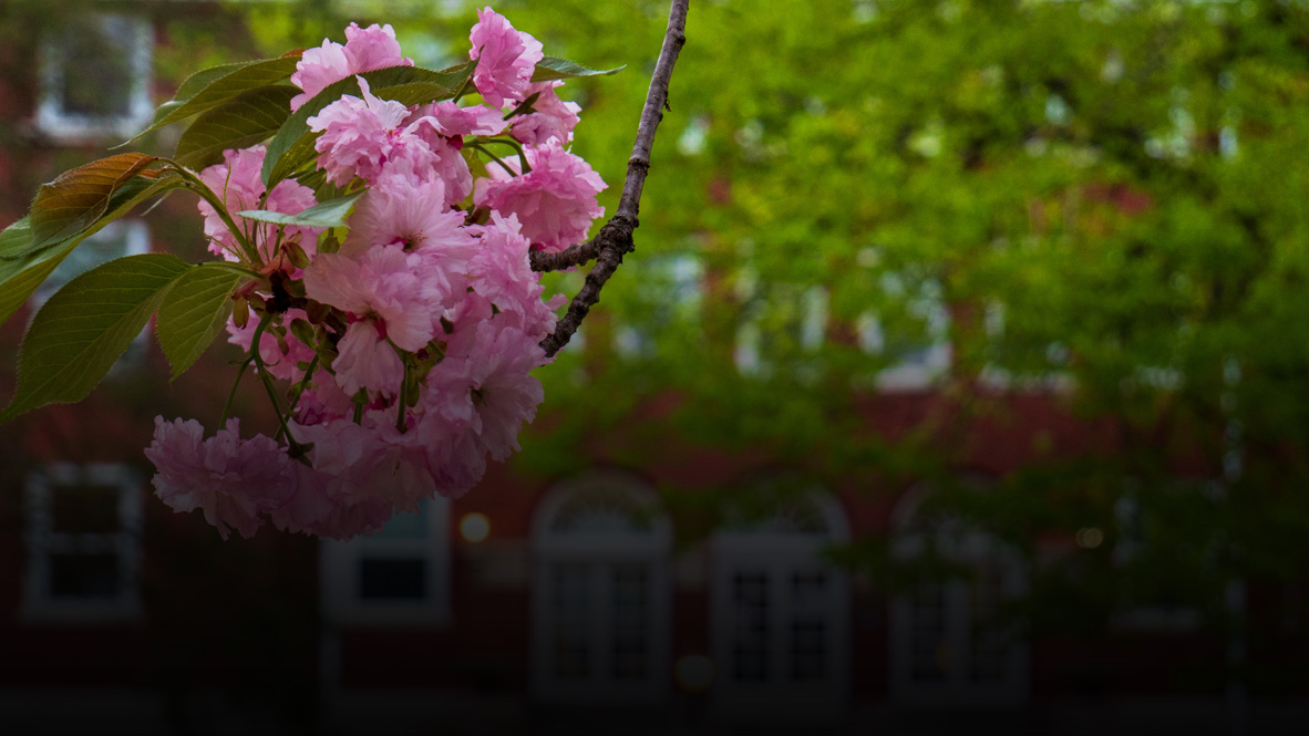 Spring on Campus