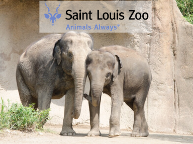 Zoo elephants