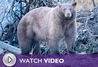 The Secret Life of Bears