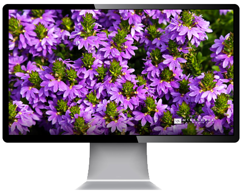 desktop wallpaper 4